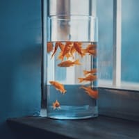 Ảnh đại diện người dùng Mai Linh